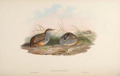 Turnix fasciata = Turnix suscitator fasciata von John Gould